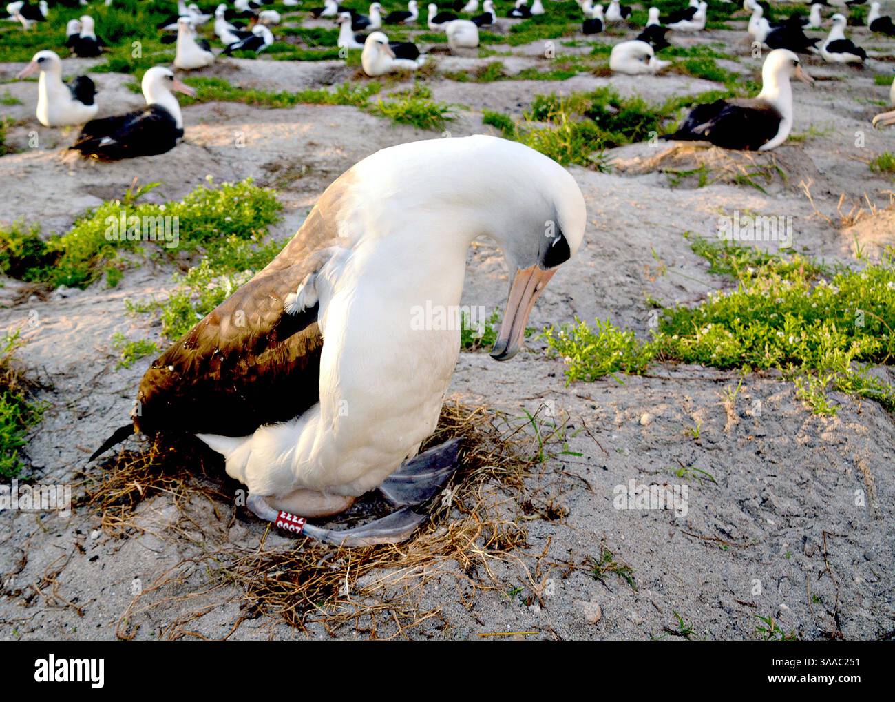 7 dicembre 2014 - Midway Atoll National Monument, Stati Uniti d'America - Wisdom, l'uccello selvatico più antico del mondo incuba il suo uovo il 7 dicembre 2014 sul Midway Atoll National Wildlife Refuge. Ogni anno l'albatross Laysan torna a nidificare e allevare le sue pulcini. Sul rifugio, ospita il 70% dell'albatro Laysan worldâ e la più grande colonia delle specie di albatro del mondo. (Immagine di credito: © Greg Joder/Planet Pix via ZUMA Wire) Foto Stock 7 dicembre 2014 - Midway Atoll National Monument, Stati Uniti d'America - Wisdom, l'uccello selvatico più antico del mondo incuba il suo uovo il 7 dicembre 2014 sul Midway Atoll National Wildlife Refuge. Ogni anno l'albatross Laysan torna a nidificare e allevare le sue pulcini. Sul rifugio, ospita il 70% dell'albatro Laysan worldâ e la più grande colonia delle specie di albatro del mondo. (Immagine di credito: © Greg Joder/Planet Pix via ZUMA Wire) Foto Stock
