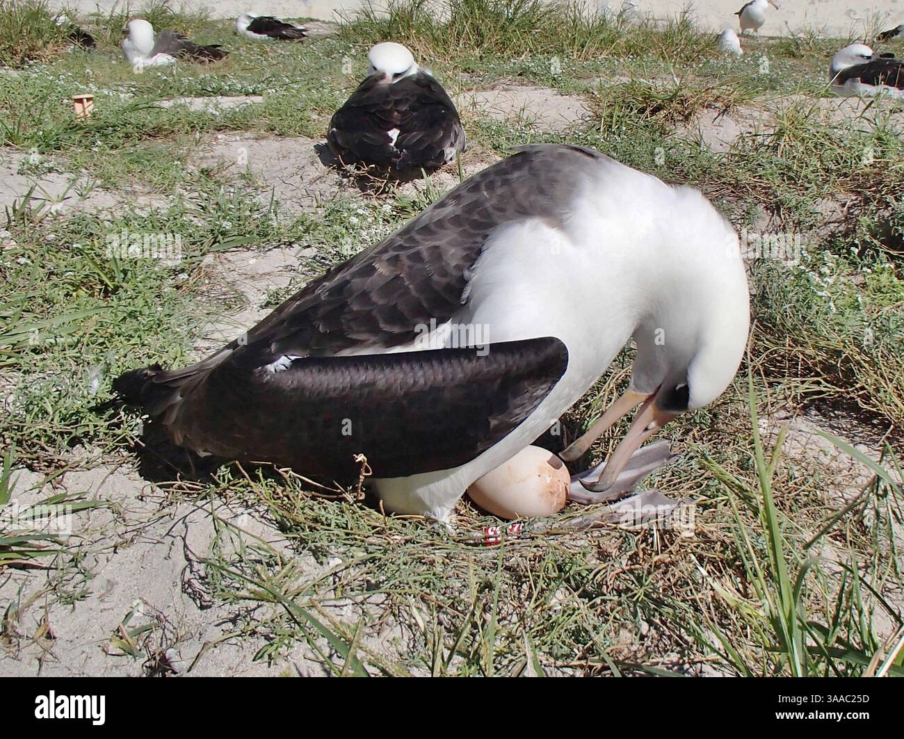 29 novembre 2013 - Atollo Midway, Stati Uniti d'America - Wisdom, l'uccello selvatico più antico banalizzato incuba il suo uovo il 29 novembre 2013 sul Midway Atoll National Wildlife Refuge. Ogni anno l'albatross Laysan torna a nidificare e allevare le sue pulcini. Sul rifugio, ospita il 70% dell'albatro Laysan worldâ e la più grande colonia delle specie di albatro del mondo. (Immagine di credito: © Pete Leary/Planet Pix tramite ZUMA Wire) Foto Stock 29 novembre 2013 - Atollo Midway, Stati Uniti d'America - Wisdom, l'uccello selvatico più antico banalizzato incuba il suo uovo il 29 novembre 2013 sul Midway Atoll National Wildlife Refuge. Ogni anno l'albatross Laysan torna a nidificare e allevare le sue pulcini. Sul rifugio, ospita il 70% dell'albatro Laysan worldâ e la più grande colonia delle specie di albatro del mondo. (Immagine di credito: © Pete Leary/Planet Pix tramite ZUMA Wire) Foto Stock