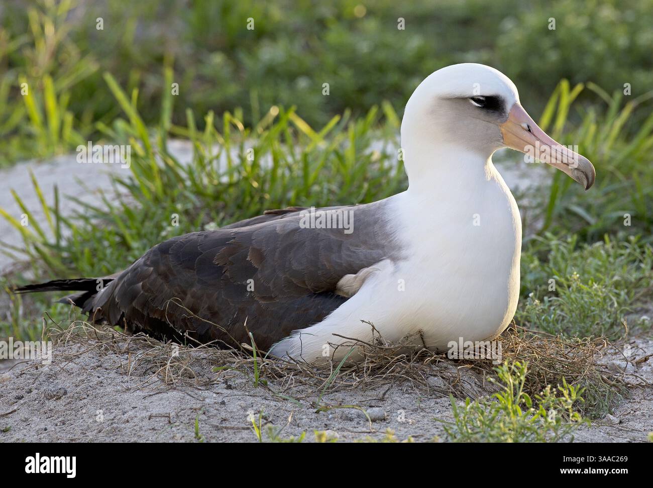 8 dicembre 2014 - Midway Atoll National Monument, Stati Uniti d'America - Wisdom, l'uccello selvatico più antico del mondo incuba il suo uovo il 7 dicembre 2014 sul Midway Atoll National Wildlife Refuge. Ogni anno l'albatross Laysan torna a nidificare e allevare le sue pulcini. Sul rifugio, ospita il 70% dell'albatro Laysan worldâ e la più grande colonia delle specie di albatro del mondo. (Immagine di credito: © Daniel W. Clark/Planet Pix via ZUMA Wire) Foto Stock 8 dicembre 2014 - Midway Atoll National Monument, Stati Uniti d'America - Wisdom, l'uccello selvatico più antico del mondo incuba il suo uovo il 7 dicembre 2014 sul Midway Atoll National Wildlife Refuge. Ogni anno l'albatross Laysan torna a nidificare e allevare le sue pulcini. Sul rifugio, ospita il 70% dell'albatro Laysan worldâ e la più grande colonia delle specie di albatro del mondo. (Immagine di credito: © Daniel W. Clark/Planet Pix via ZUMA Wire) Foto Stock