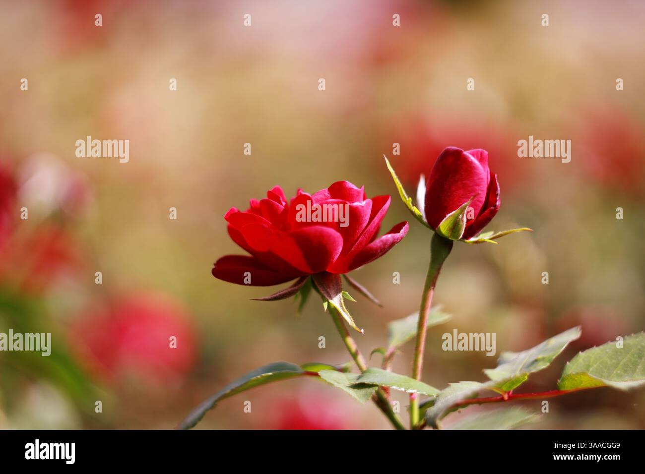 carta con un effetto blu che raffigura due gemme di rose rosse su sfondo beige-verde sfocato. Aprire lo spazio per il testo Foto Stock