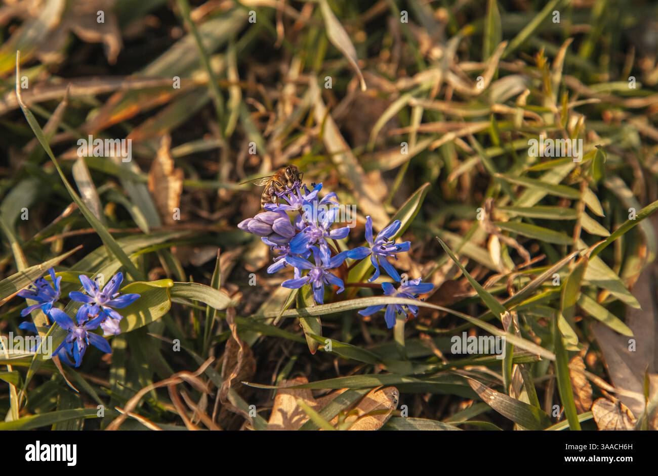L'ape raccoglie polline, forma campo, piccoli fiori blu. Foto Stock