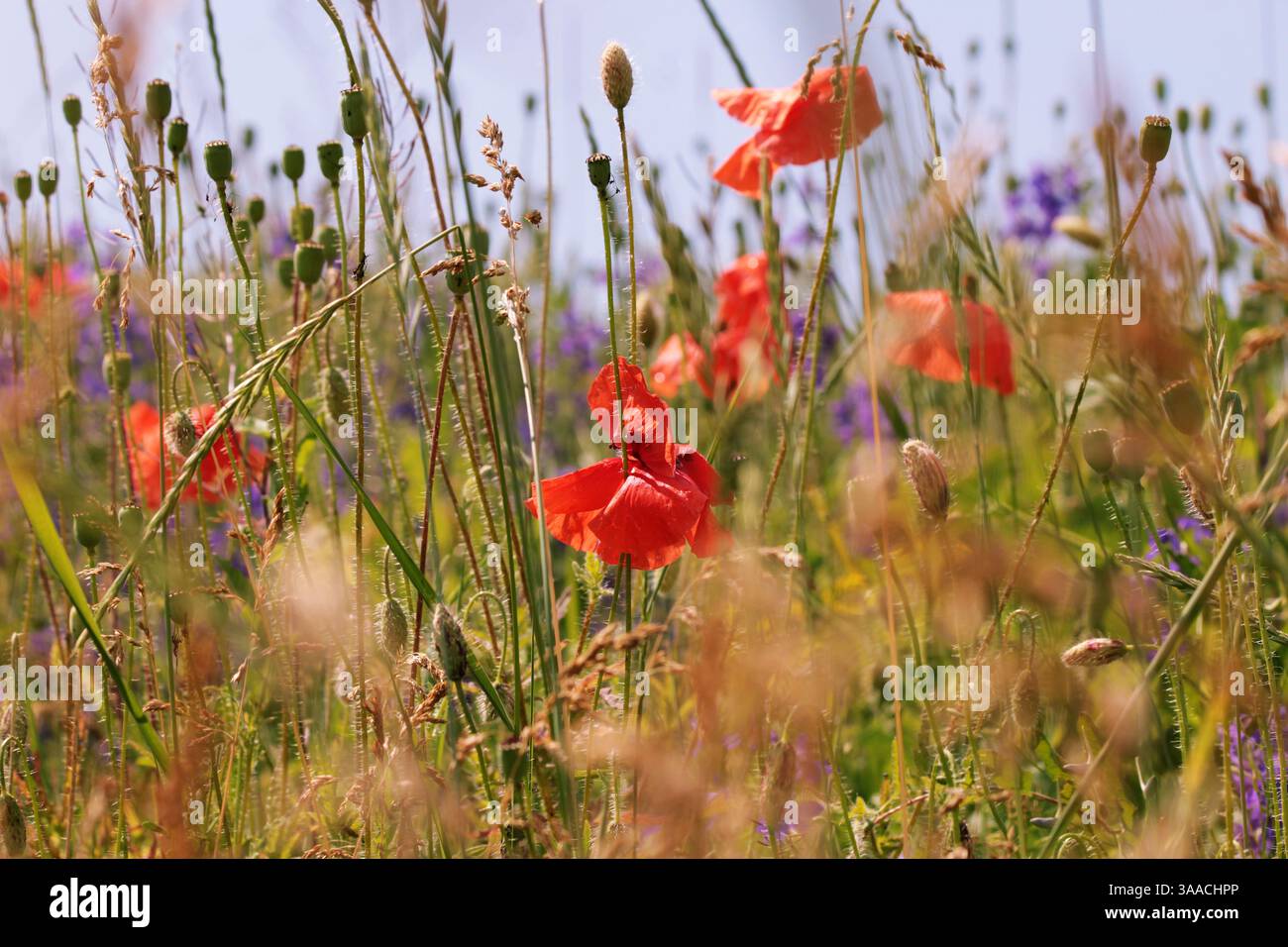 Fiori di papavero tra piante da campo e rami secchi di erba Foto Stock