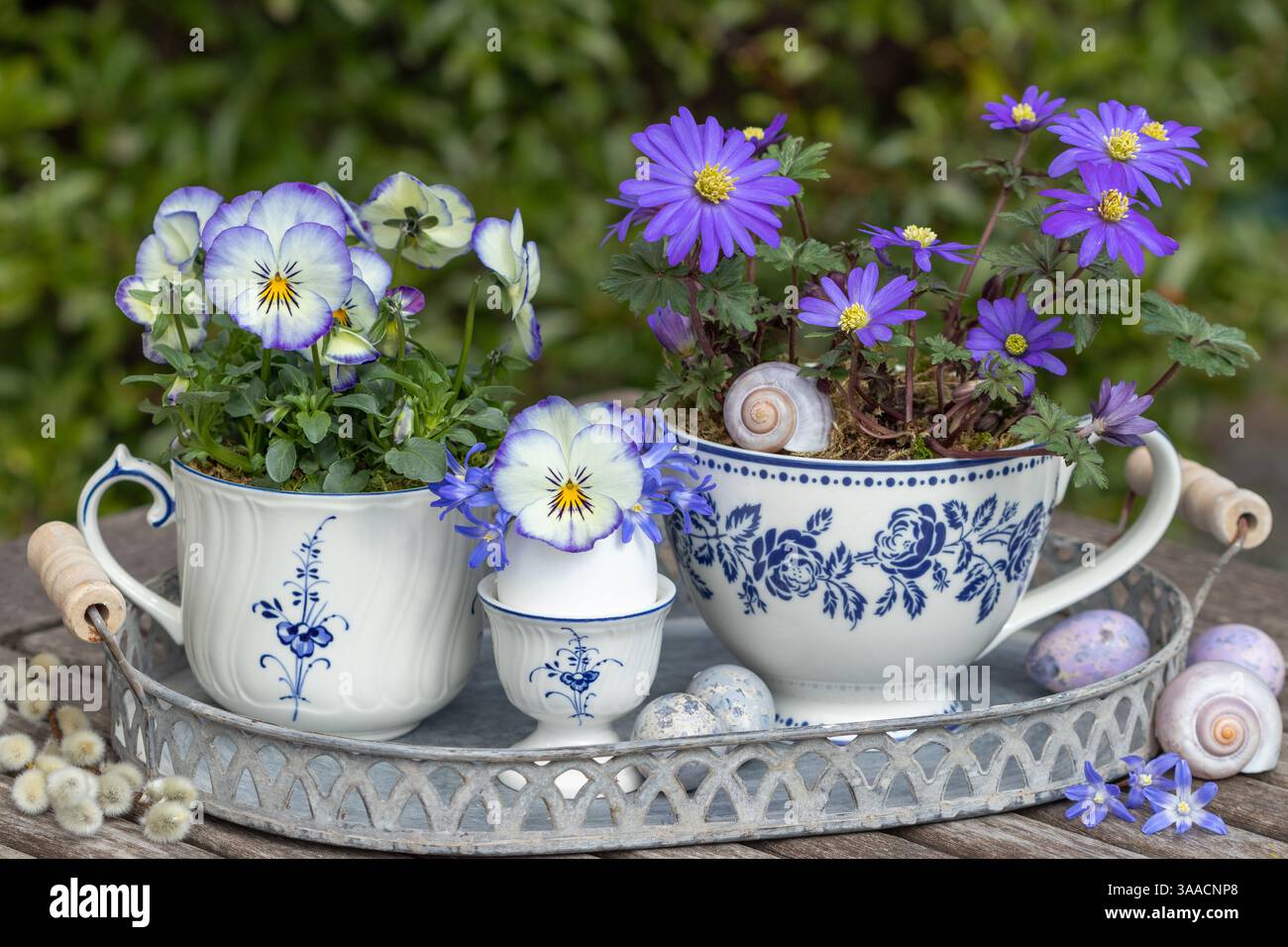 Composizione floreale con fiori viola (viola cornuta) e anemone balcanico (anemone blanda) in tazze di uovo e porcellana Foto Stock
