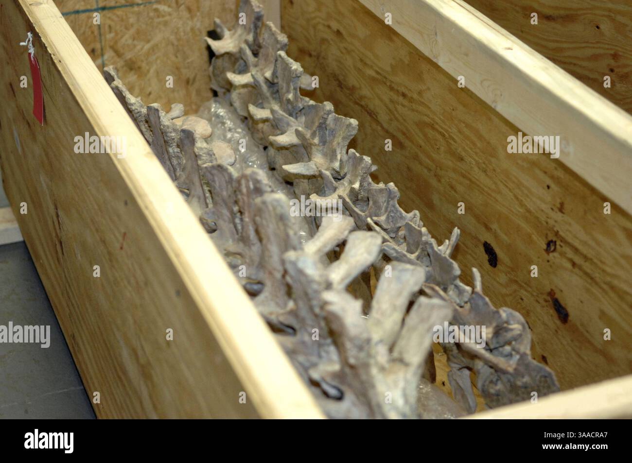 31 dicembre 2005 - New York, NY, Stati Uniti - lo scheletro quasi completo di un dinosauro Tyrannosaurus Bataar è perduto agli agenti speciali statunitensi per le indagini sull'immigrazione e le dogane il 31 dicembre 2005 a New York. Lo scheletro di è stato saccheggiato dal deserto del Gobi in Mongolia e sarà rimpatriato. (Immagine di credito: © Michael Johnson/Planet Pix via ZUMA Wire) Foto Stock