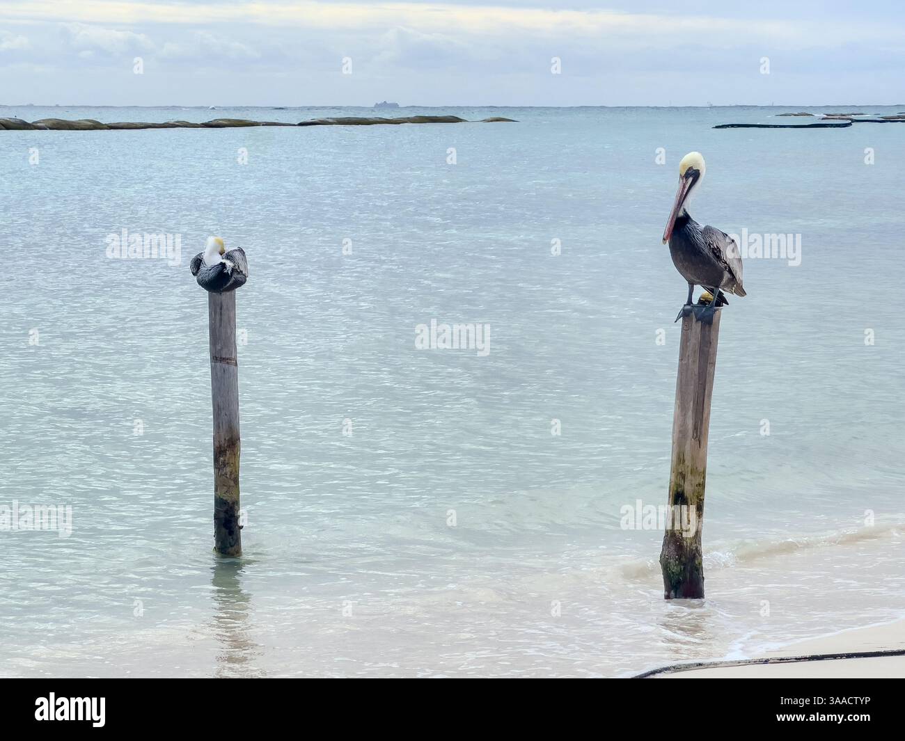 Un pellicano si erge su un palo di legno vicino alla riva, mentre un altro pellicano poggia su un palo vicino. L'orizzonte oceanico e le rocce lontane sono visibili. Foto Stock