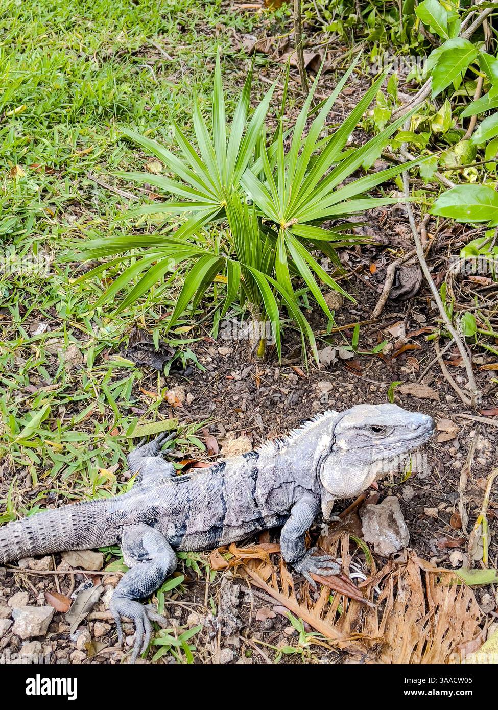 Una grande iguana che riposa vicino a una palma verde su un terreno boschivo ricoperto di foglie ed erba. Perfetto per la natura e la fauna selvatica. Foto Stock