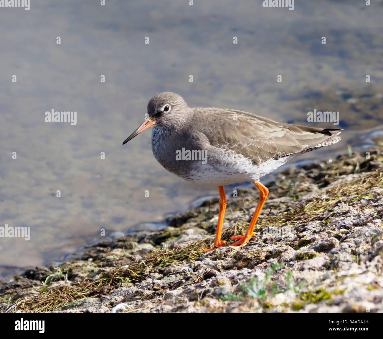 Redshank (Tringa totanus), bacino idrico di Abberton, Essex, Inghilterra Foto Stock