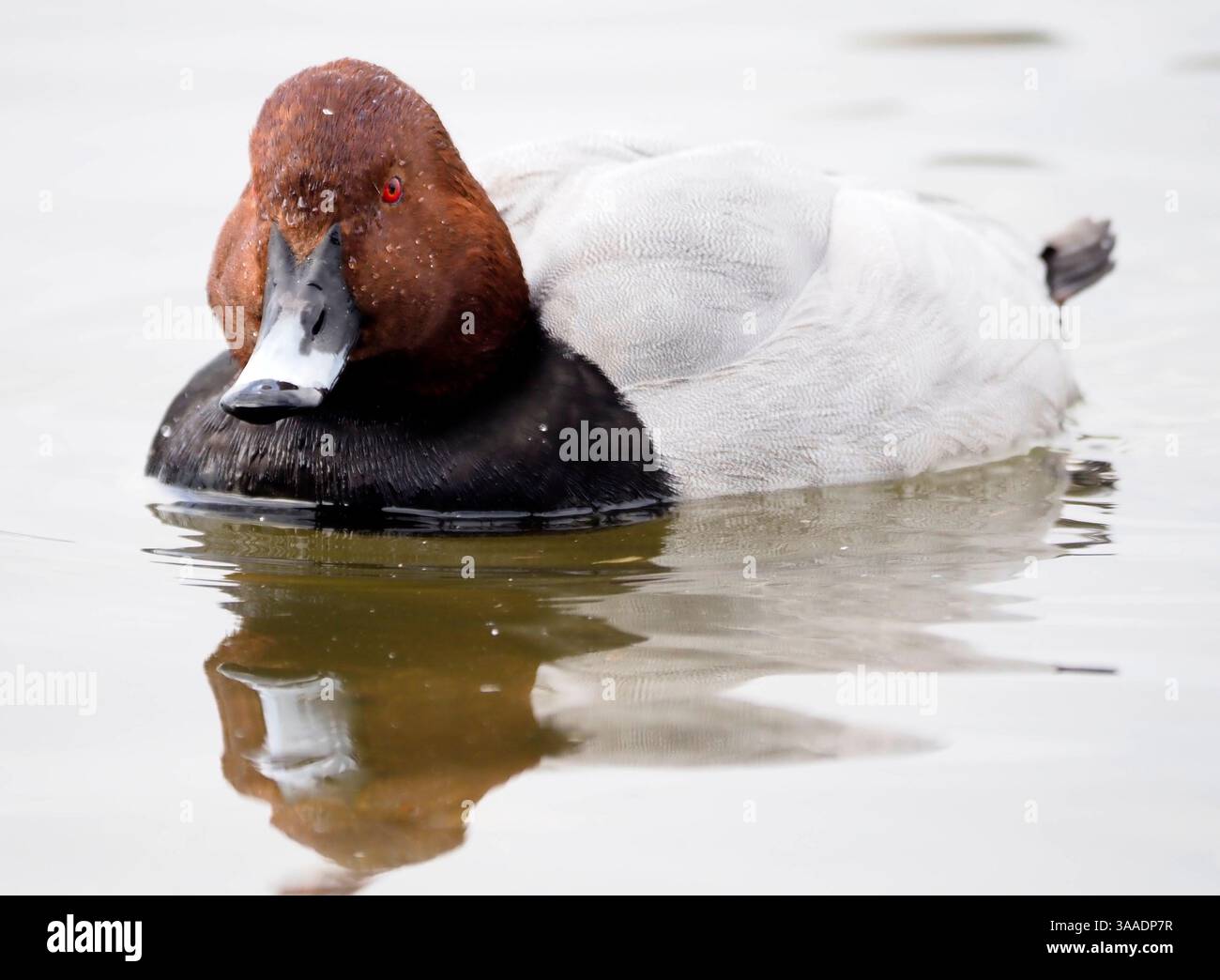 Pochard (Athya ferina), Welney, Norfolk, Inghilterra Foto Stock