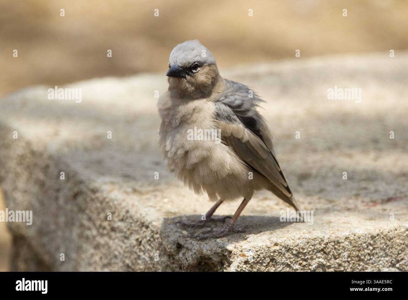 Primo piano di un tessitore sociale dalla testa grigia (Pseudonigrita arnaudi) arroccato su una lastra di cemento nel Parco Nazionale del Serengeti, Tanzania, Africa Foto Stock