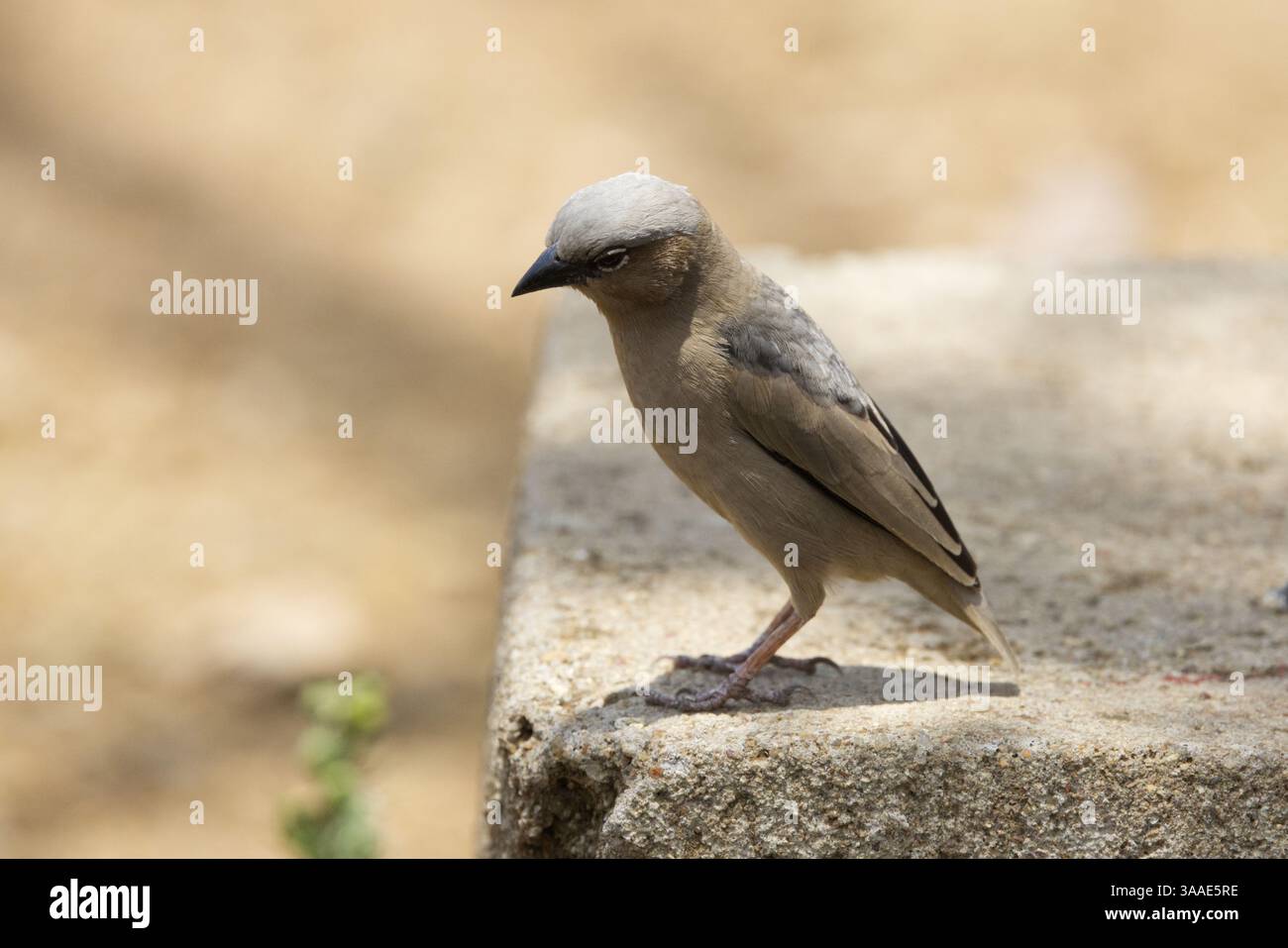 Primo piano di un tessitore sociale dalla testa grigia (Pseudonigrita arnaudi) arroccato su una lastra di cemento nel Parco Nazionale del Serengeti, Tanzania, Africa Foto Stock