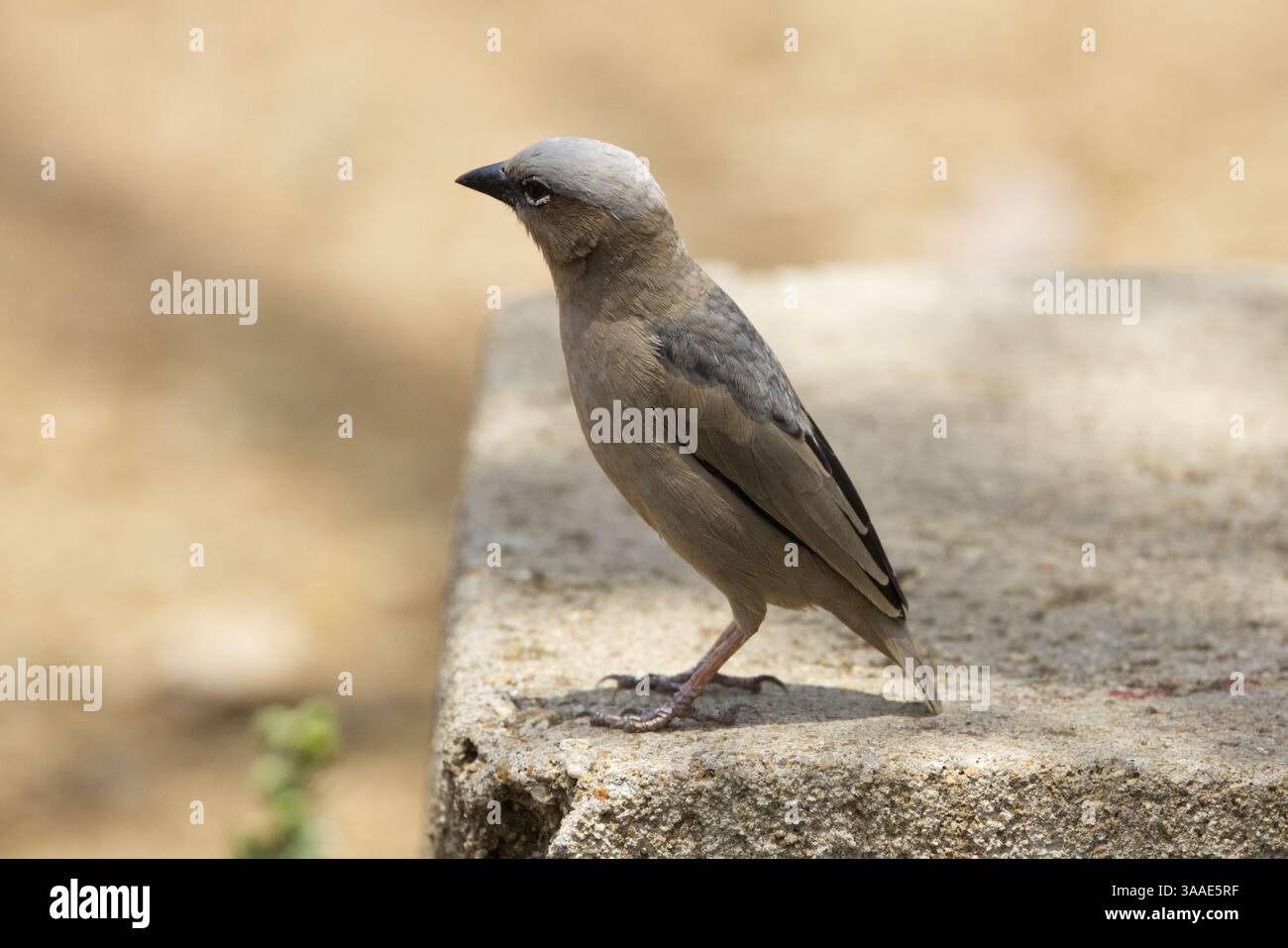 Primo piano di un tessitore sociale dalla testa grigia (Pseudonigrita arnaudi) arroccato su una lastra di cemento nel Parco Nazionale del Serengeti, Tanzania, Africa Foto Stock