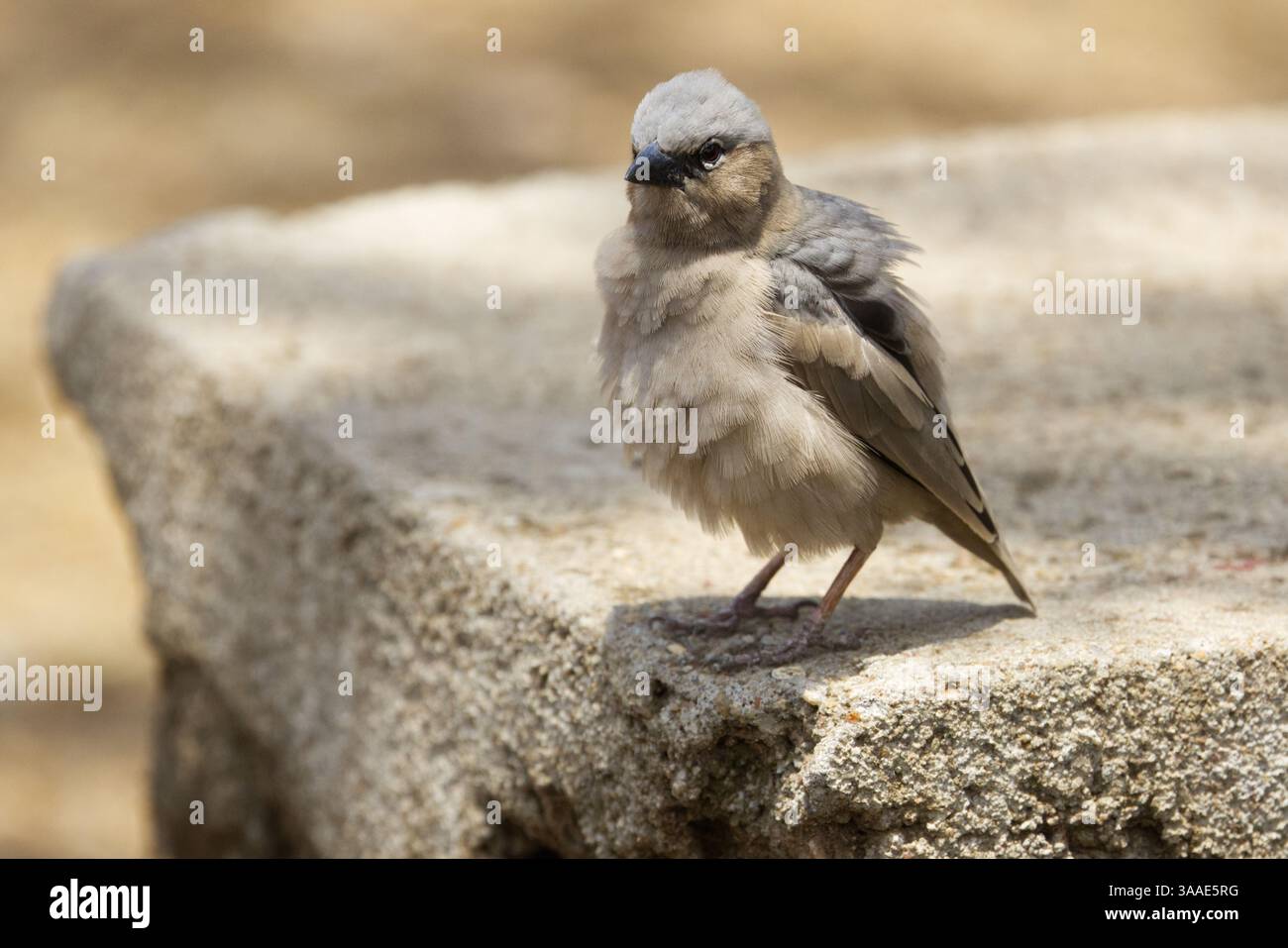 Primo piano di un tessitore sociale dalla testa grigia (Pseudonigrita arnaudi) arroccato su una lastra di cemento nel Parco Nazionale del Serengeti, Tanzania, Africa Foto Stock