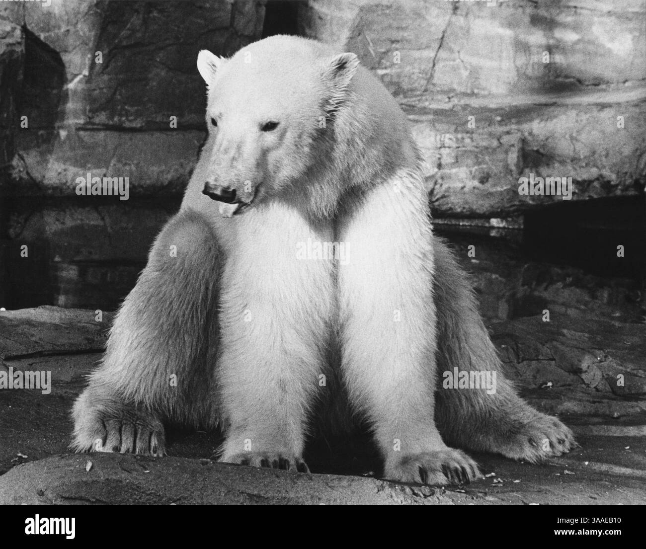 18 luglio 2015 - Polar Bear, Brookfield Zoo, Chicago Zoological Park, 1975 (immagine di credito: © Glasshouse via ZUMA Wire) Foto Stock