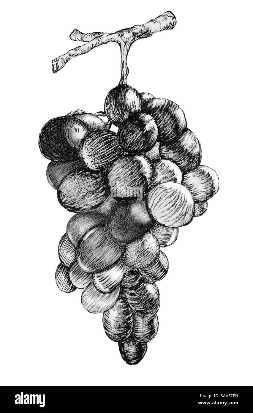 Disegno a inchiostro di un po' d'uva. Illustrazione tradizionale su carta tonificata, la mia opera d'arte. Foto Stock