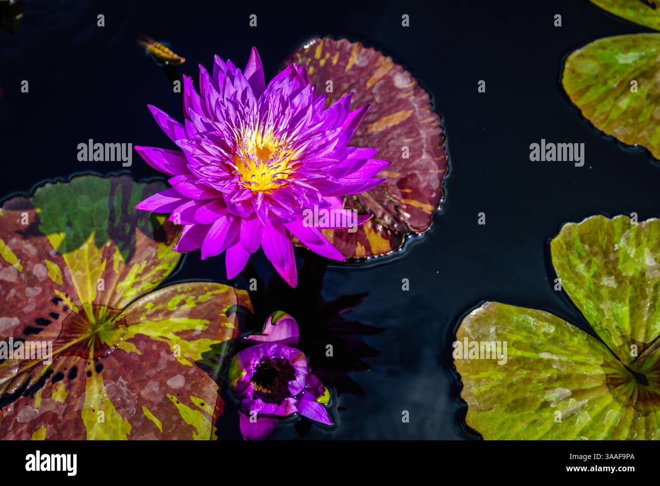 Bellissima ninfea viola con foglie in uno stagno Foto Stock