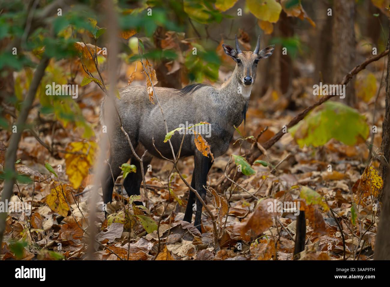 Maschio indiano nilgai (toro blu) in piedi in un habitat forestale secco nella riserva delle tigri panna, India Foto Stock