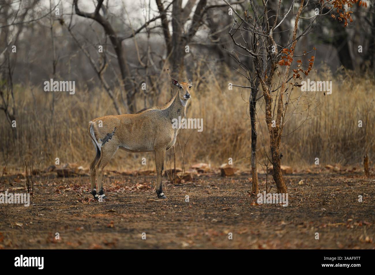 Nilgai indiana femmina in piedi in un habitat forestale secco nella riserva delle tigri panna, India Foto Stock