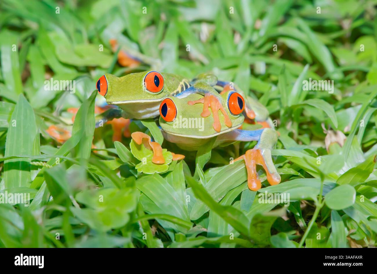 Rane dagli occhi rossi (Agalychins callydrias) insieme, Costa Rica Foto Stock