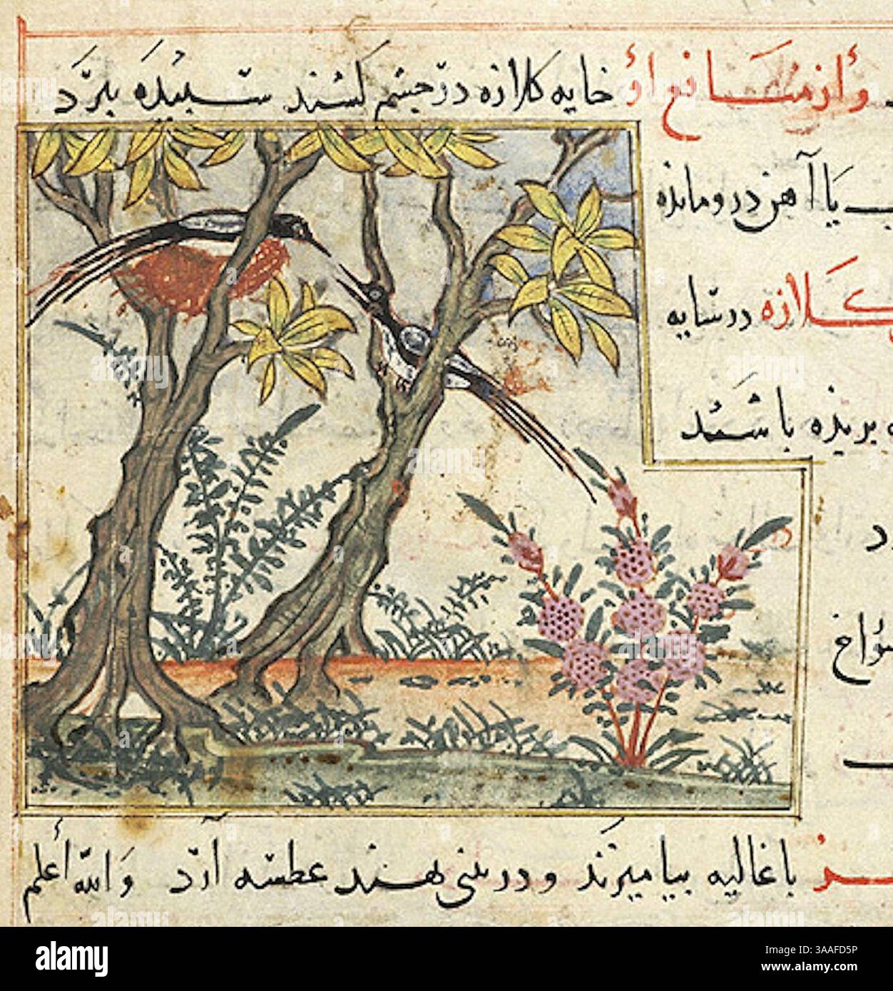 Iran, Maragheh, 1297-1298 o 1299-1300, sig.ra M.500 folio 60v Two Magpies (dettaglio). Foto Stock