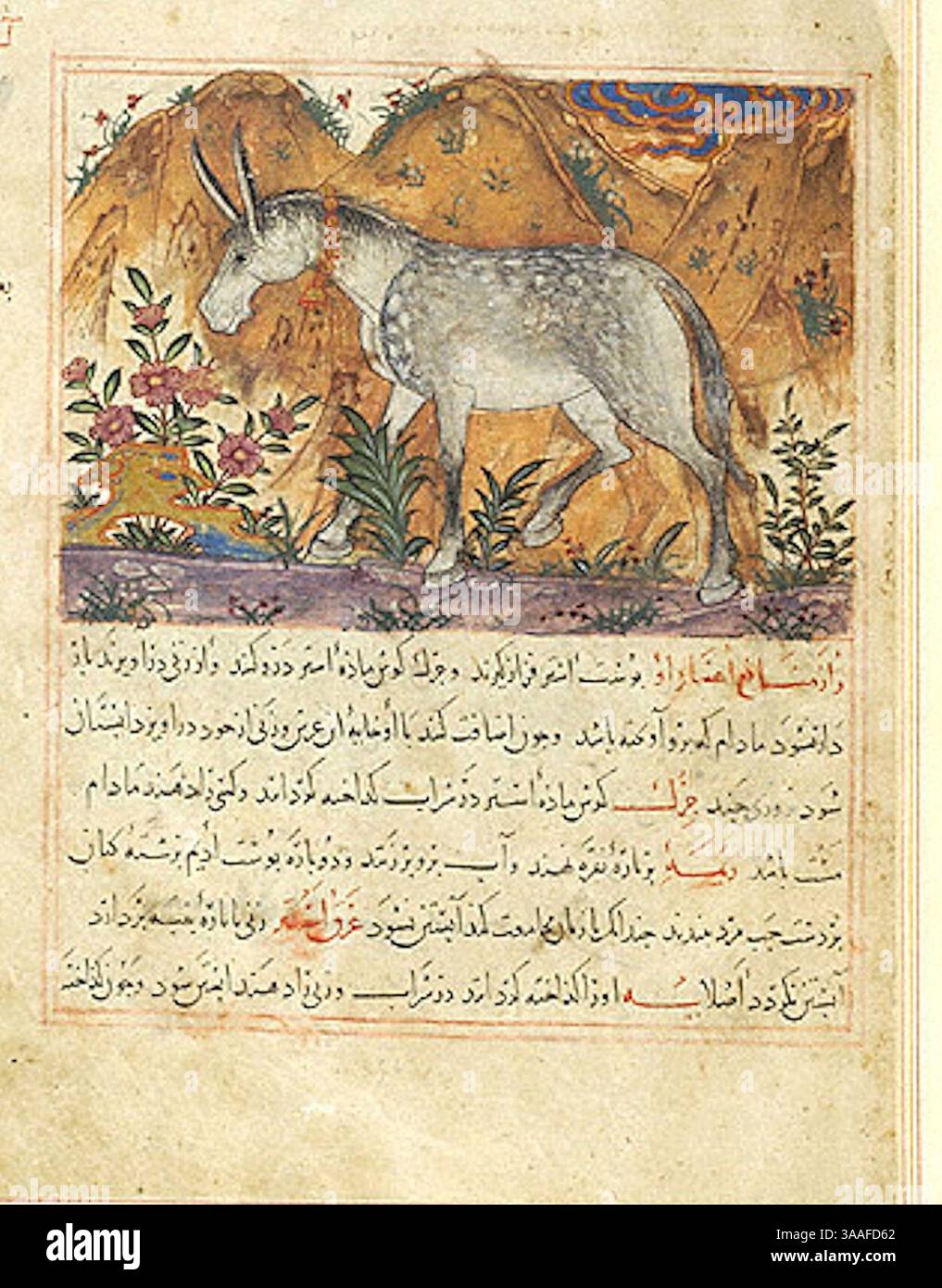 Iran, Maragheh, 1297-1298 o 1299-1300, signora M.500 folio 30r Mule, campana intorno al collo. Foto Stock