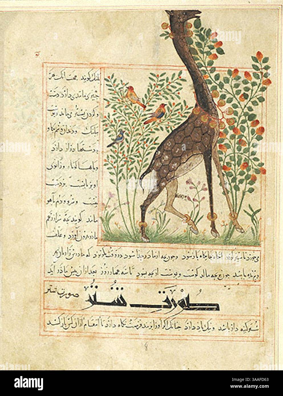 Iran, Maragheh, 1297-1298 o 1299-1300, sig.ra M.500 folio 16r Giraffe. Foto Stock