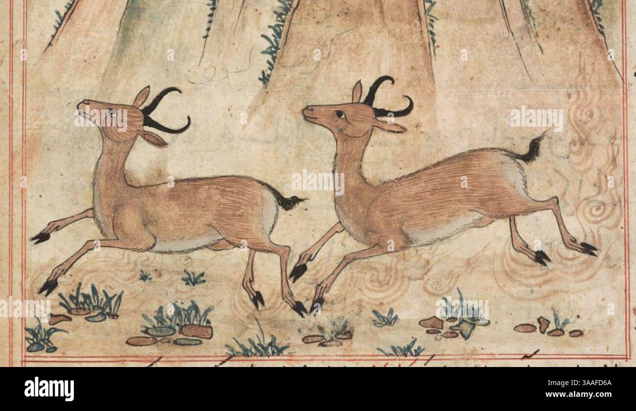 Iran, Maragheh, 1297-1298 o 1299-1300, sig.ra M.500 folio 36v due gazzelle (dettaglio). Foto Stock