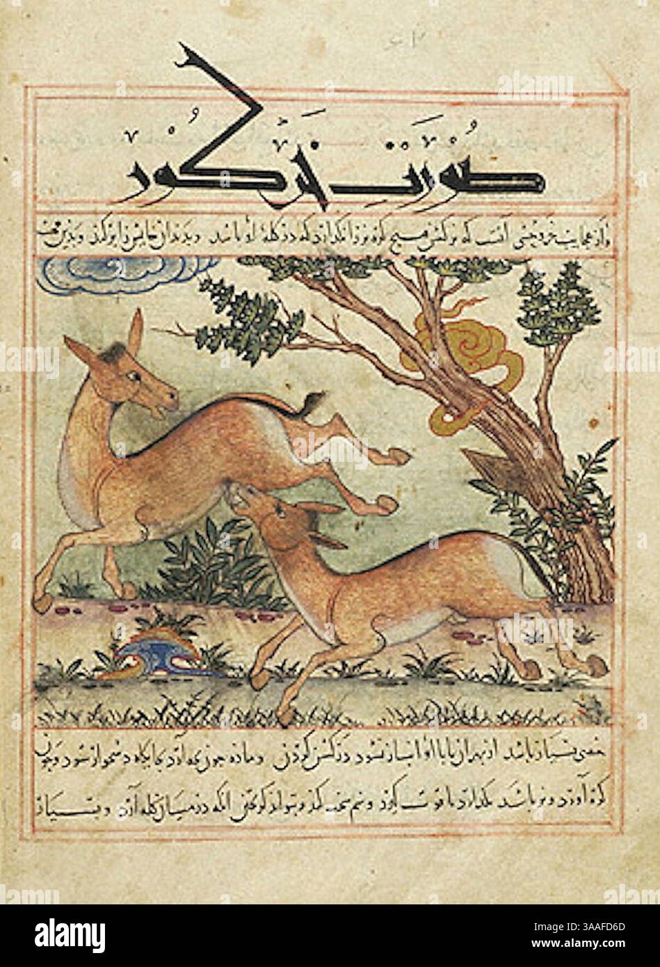 Iran, Maragheh, 1297-1298 o 1299-1300, sig.ra M.500 folio 32v due onagers. Foto Stock