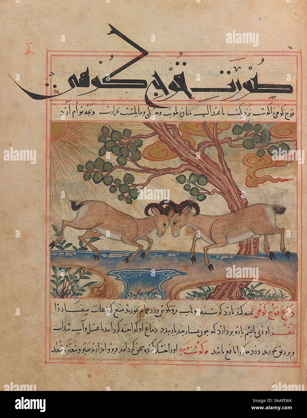 Iran, Maragheh, 1297-1298 o 1299-1300, M.500 folio 37r due arieti di montagna. Foto Stock
