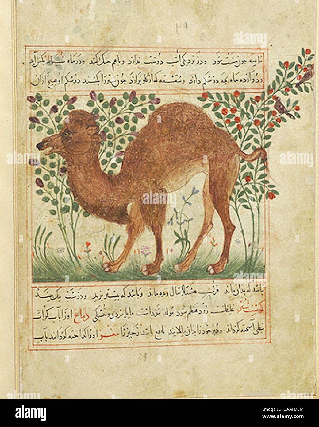 Iran, Maragheh, 1297-1298 o 1299-1300, Sig.ra M.500 folio 16v Camel. Foto Stock