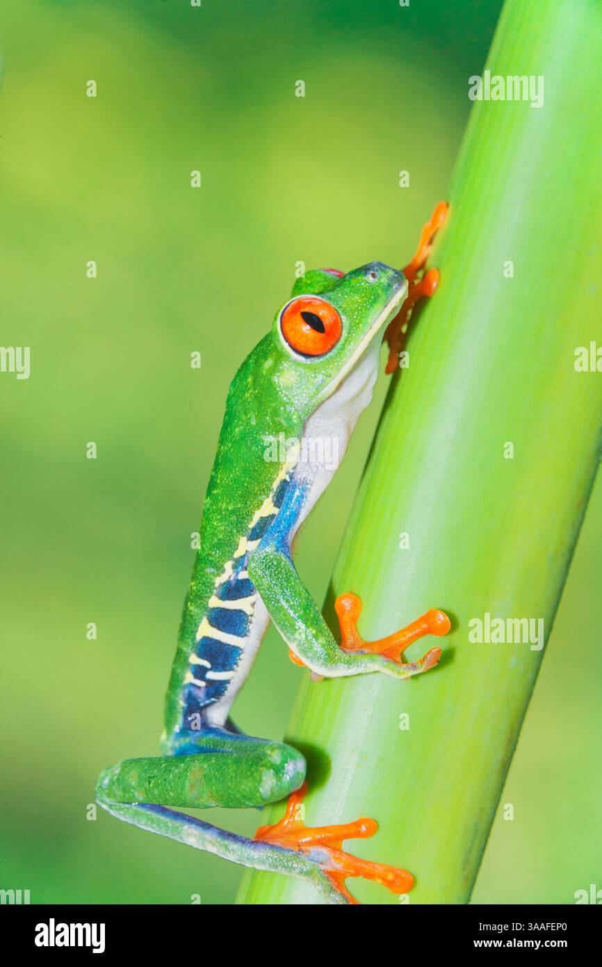 Rana dagli occhi rossi (Callicidrias di Agalychins) che arrampica il gambo verde, Sarapiqui, Costa Rica Foto Stock