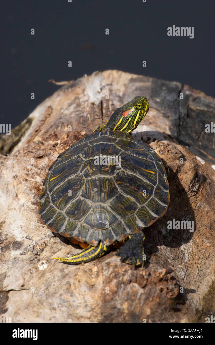 Scivolo per laghetti (Trachemys scripta), Sweetwater Wetlands Park, Tucson, Arizona Foto Stock