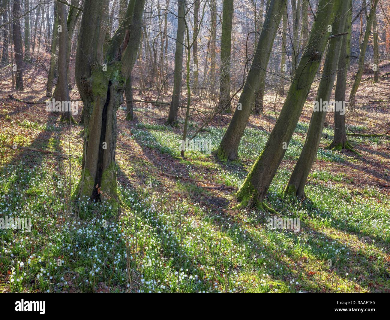 Foresta soleggiata all'inizio della primavera, fiocco di neve primaverile in fiore (Leucojum vernum), Goseck, Sassonia-Anhalt, Germania, Europa Foto Stock