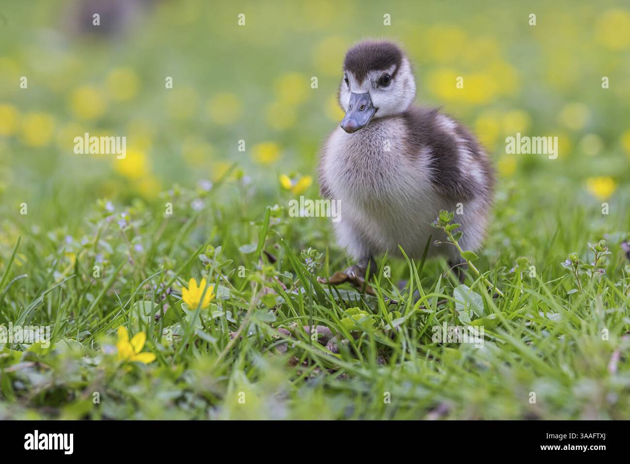 Pulcini dell'Oca del Nilo (Alopochen aegyptiaca) appena nati, parco in primavera con fiori primaverili. Baden-Wuerttemberg, Germania, Europa Foto Stock