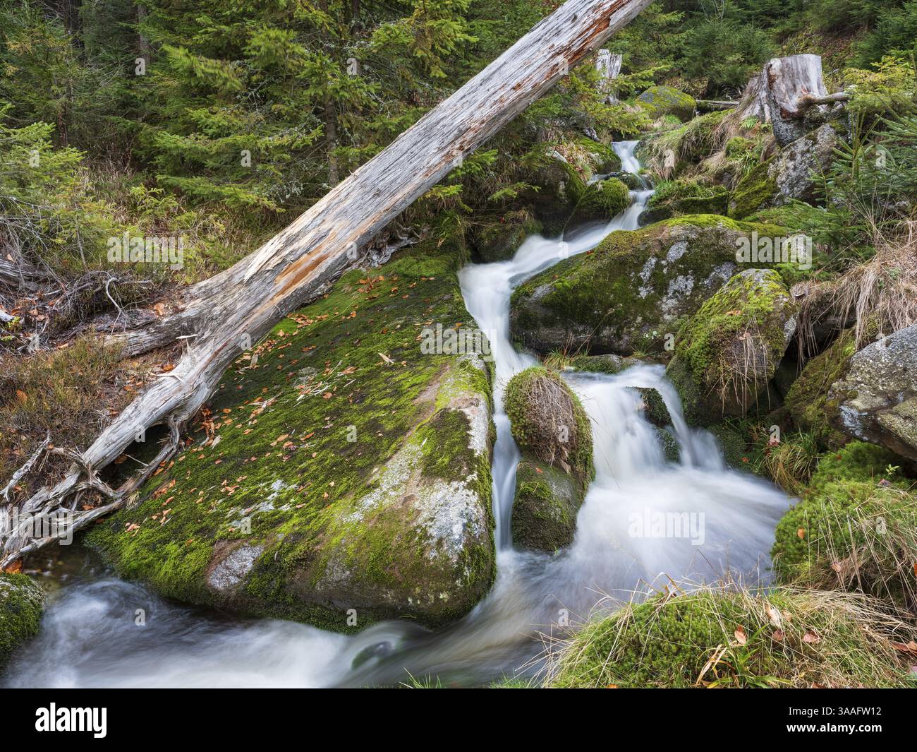 Il Kreuzbach, piccolo torrente di montagna, scorre su pietre ricoperte di muschio, foresta bavarese, bassa Baviera, Baviera, Germania, Europa Foto Stock