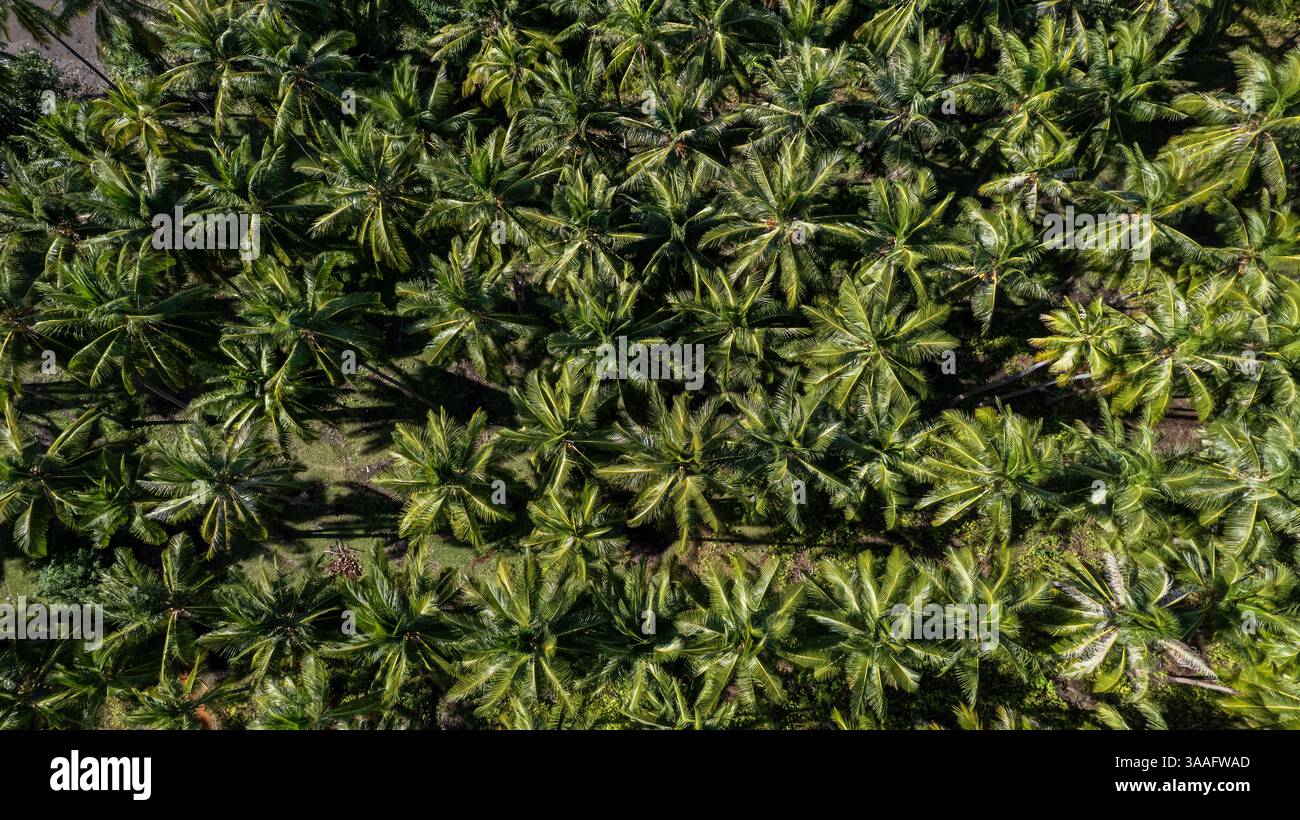 Una vista aerea mozzafiato dall'alto verso il basso di fitte palme da cocco, che creano una vivace e verde baldacchino tropicale. Foto Stock