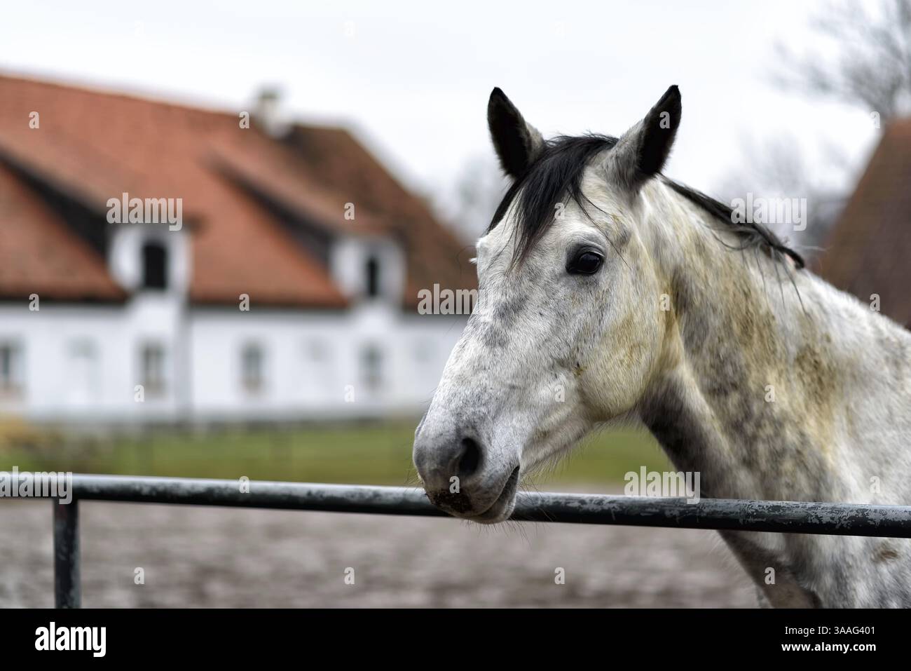 Cavallo bianco in un paddock in una fattoria nella Polonia orientale in Europa Foto Stock