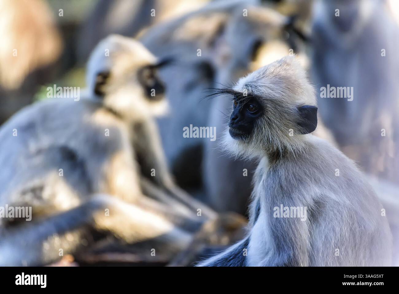 Langur Foto Stock