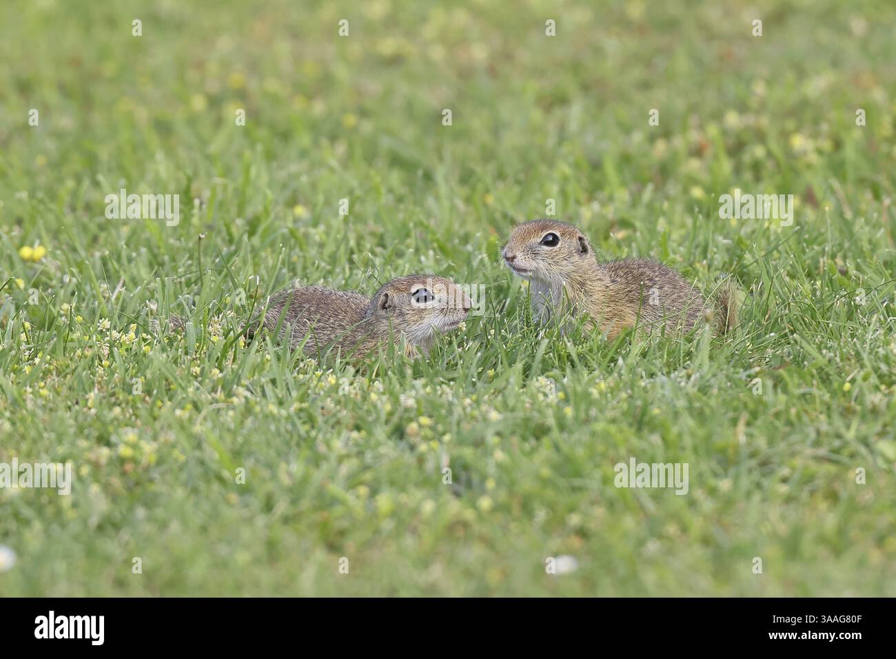 Scoiattolo europeo (Spermophilus citellus) due animali in un prato, Burgenland Austria Foto Stock