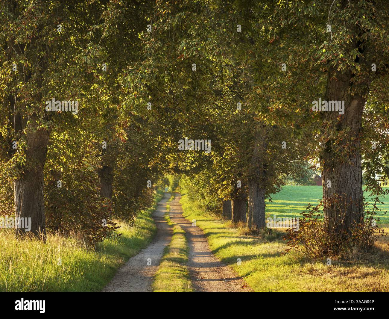 Percorso lungo il viale delle castagne alla luce del mattino, vicino a Roebel, Meclemburgo-Vorpommern, Germania, Europa Foto Stock