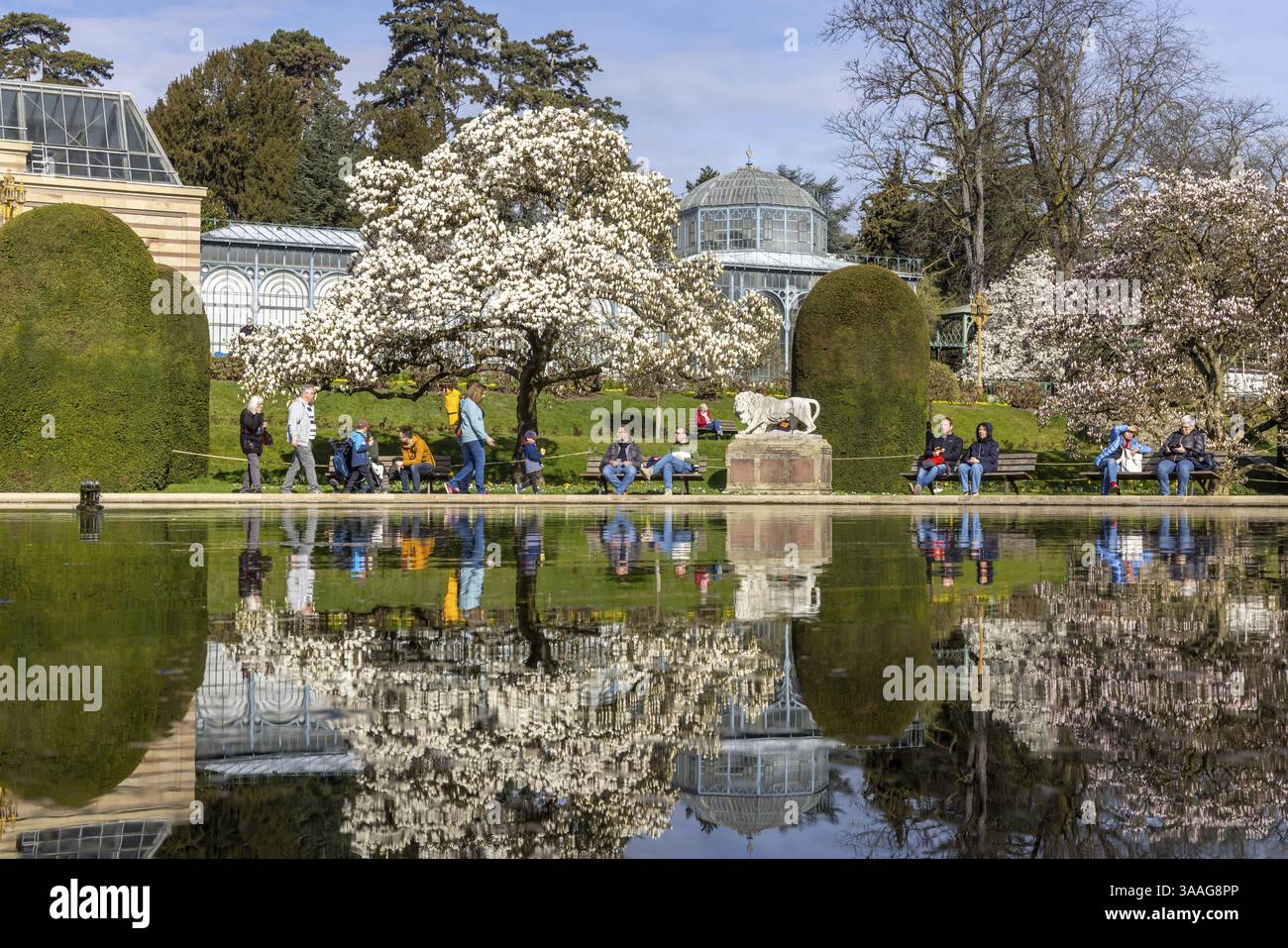 Magnolia Blossom (Magnolia) a Wilhelma Stuttgart. Secondo Wilhelma, il giardino moresco ospita il più grande bosco di magnolia a nord delle Alpi. Foto Stock