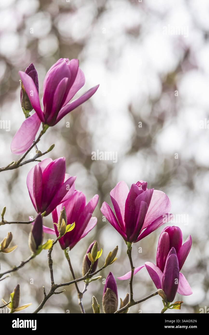 Magnolia Blossom (Magnolia) a Wilhelma Stuttgart. Secondo Wilhelma, il giardino moresco ospita il più grande bosco di magnolia a nord delle Alpi. Foto Stock
