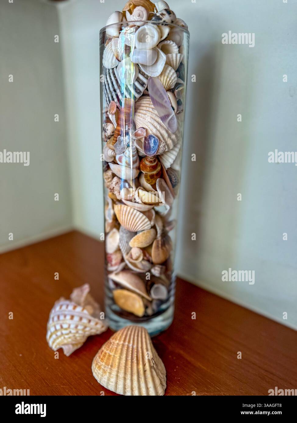 Seashell Collection in un vaso di vetro Un alto vaso di vetro pieno di una varietà di conchiglie, che creano una decorazione naturale costiera. Foto Stock