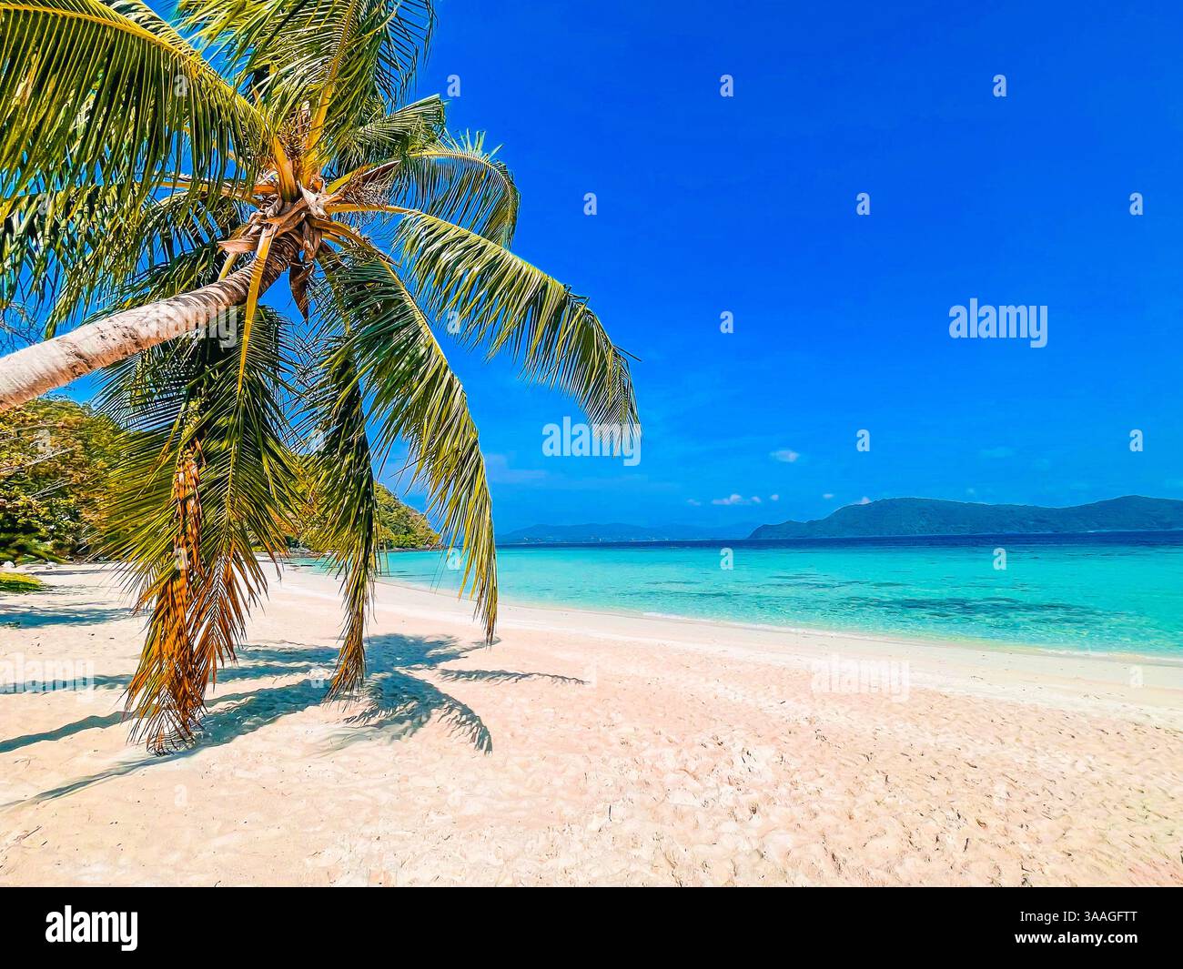 Spiaggia tropicale con Palm Tree Una tranquilla spiaggia tropicale con una palma pendente che getta ombre sulla soffice sabbia bianca. Il turchese cristallino wa Foto Stock
