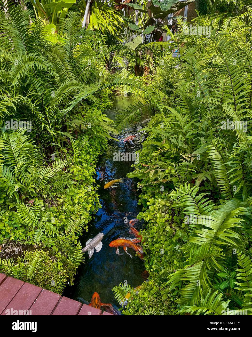 Laghetto Koi in un giardino tropicale, Uno stagno tropicale di koi accoccolato tra lussureggianti piante verdi, con pesci koi colorati che nuotano pacificamente nelle acque cristalline. Foto Stock