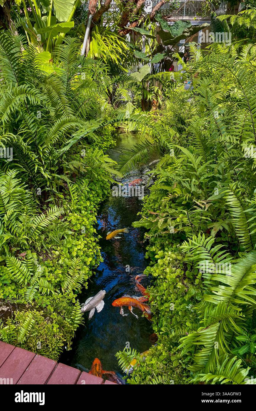 Laghetto Koi in un giardino tropicale, Uno stagno tropicale di koi accoccolato tra lussureggianti piante verdi, con pesci koi colorati che nuotano pacificamente nelle acque cristalline. Foto Stock