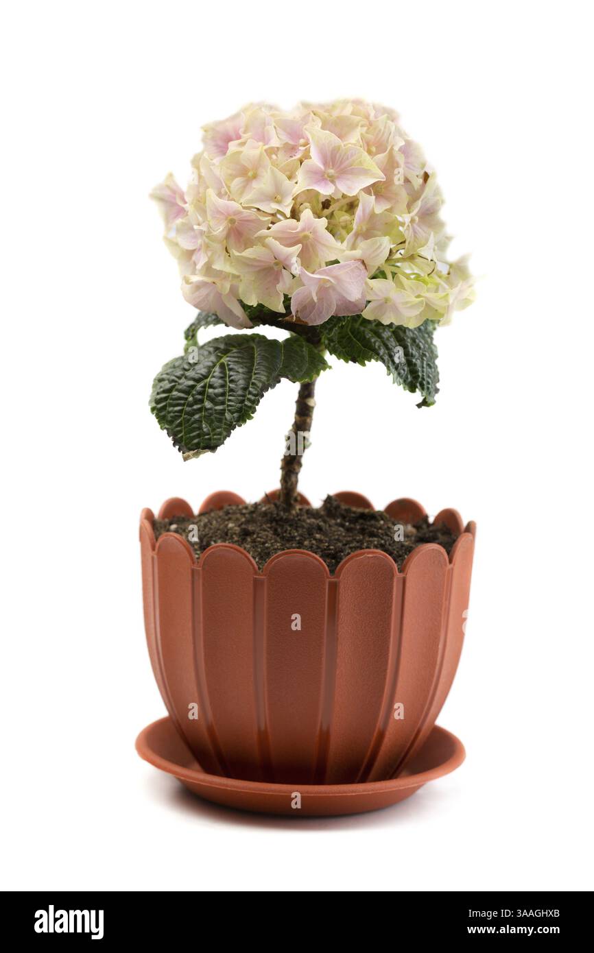 Hydrangea artificiale in una pentola. Isolato su sfondo bianco Foto Stock