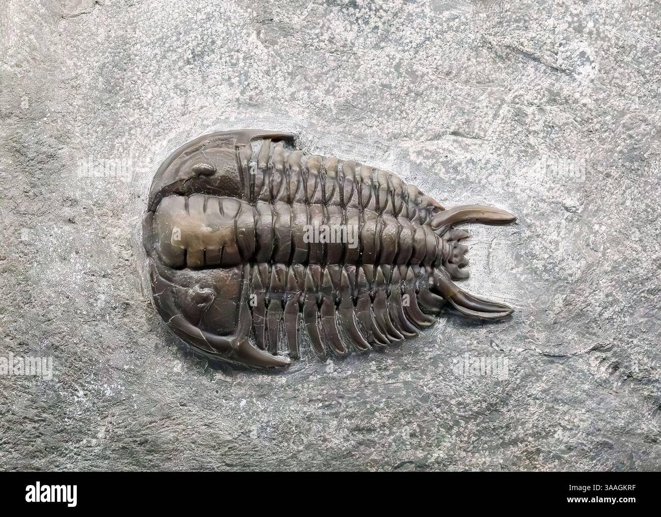 Ceraurinus marginatus trilobite, formazione Cobourg, Bowmanville, Ontarrio, Canada Foto Stock