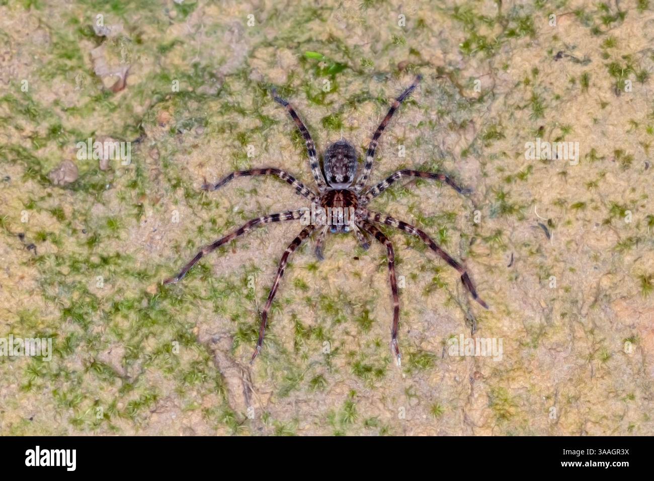 Ragno cacciatore gigante (Heteropoda sp.) Sul terreno vicino al lago Eacham, Queensland, Australia Foto Stock