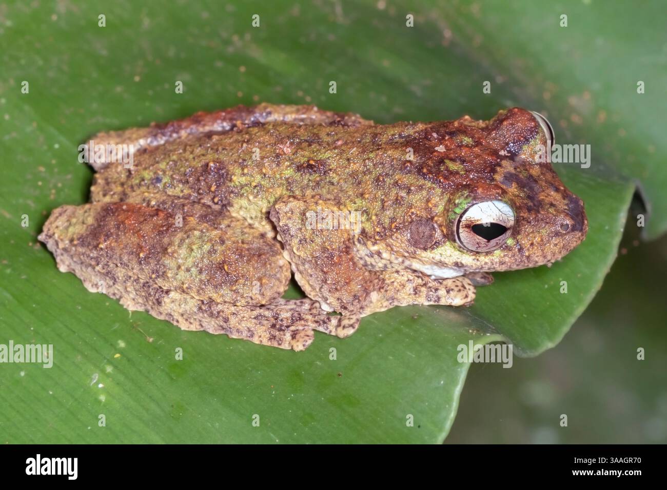 Rana dagli occhi verdi (Ranoidea serrata, precedentemente Litoria serrata) arroccata su una foglia vicino al lago Eacham, Queensland, Australia Foto Stock