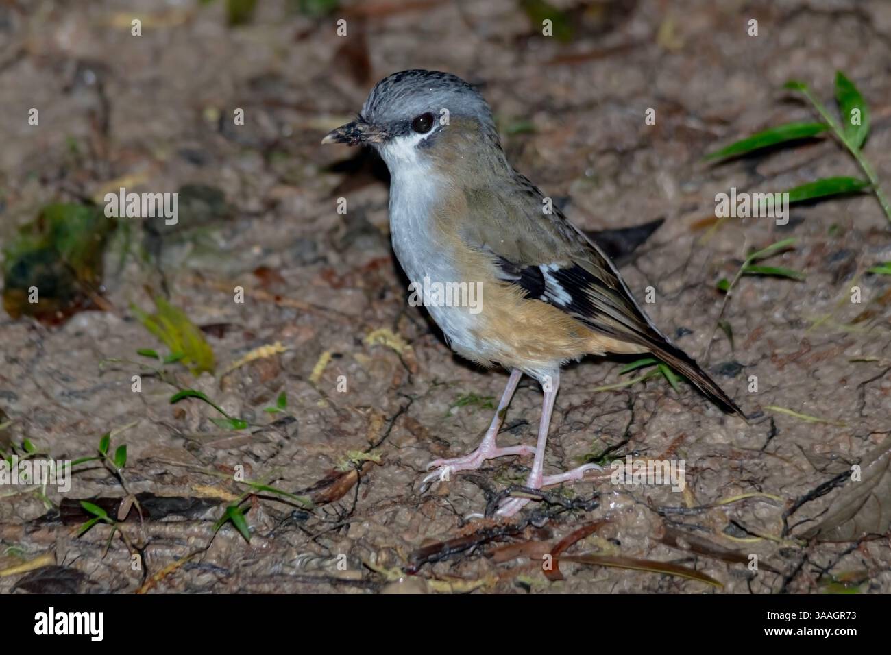 Robin dalla testa grigia (Heteromyias cinereifrons) sul terreno nella foresta pluviale vicino al lago Eacham, Queensland, Australia Foto Stock